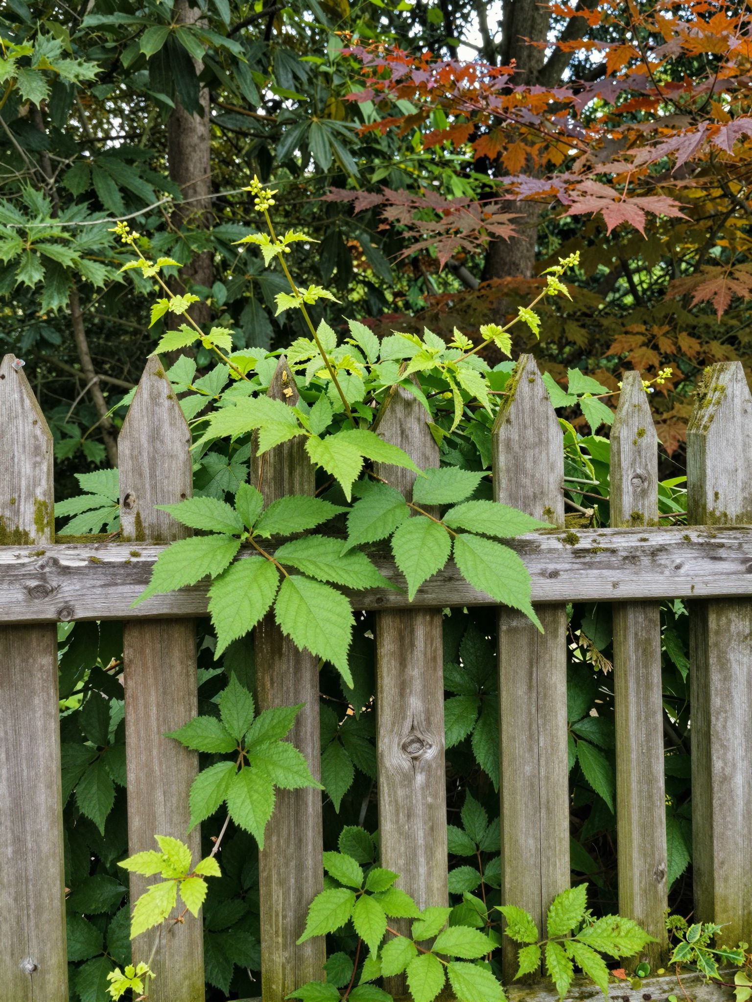 A kerítés az arborétumban az álomban titkok őrzője, határokon átívelő lelki kapukat szimbolizál.
