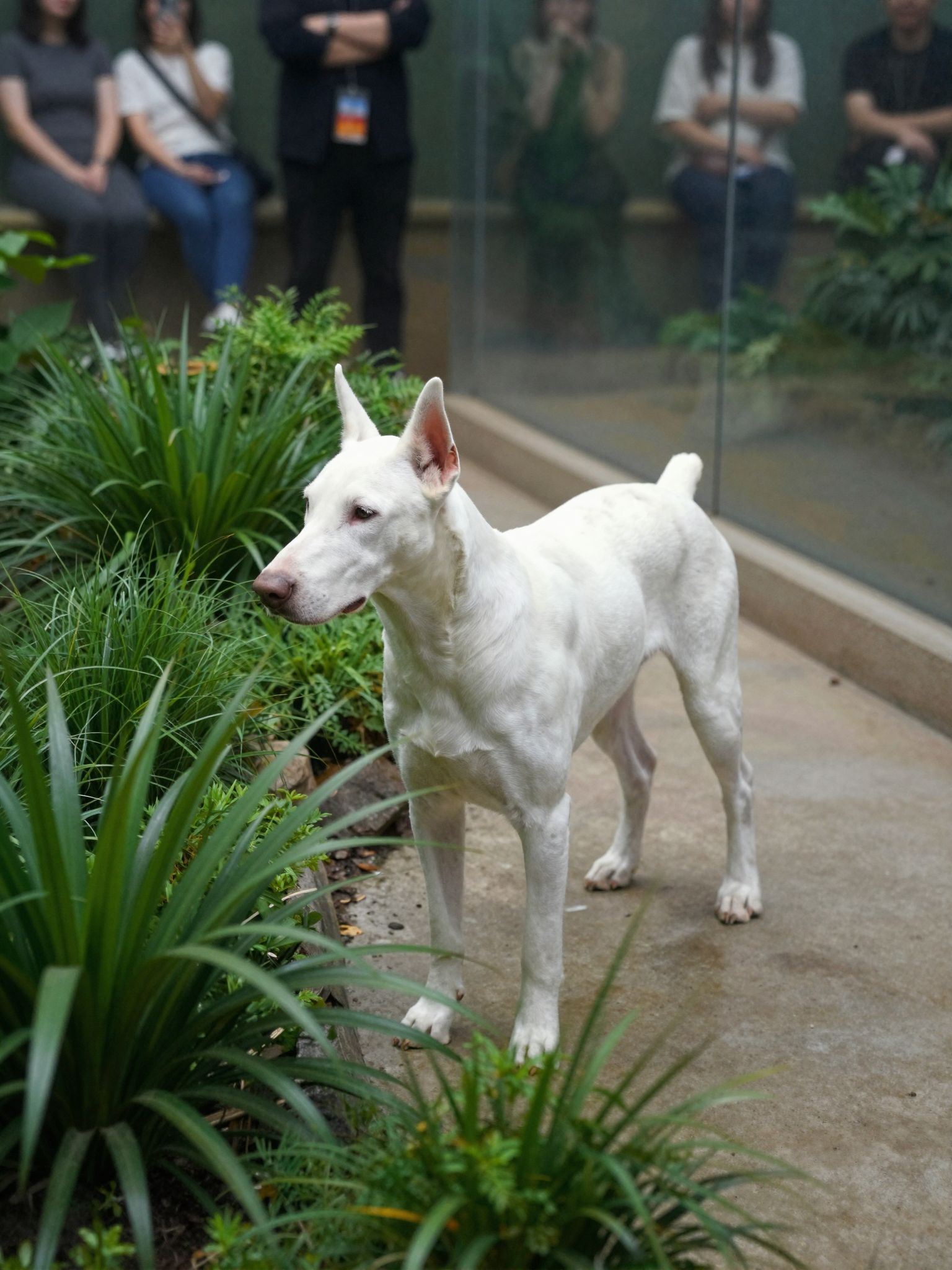 A Dobermann az állatkert titokzatos őre, aki az álmaid mélyéről hozza elő a védelmezés erejét.