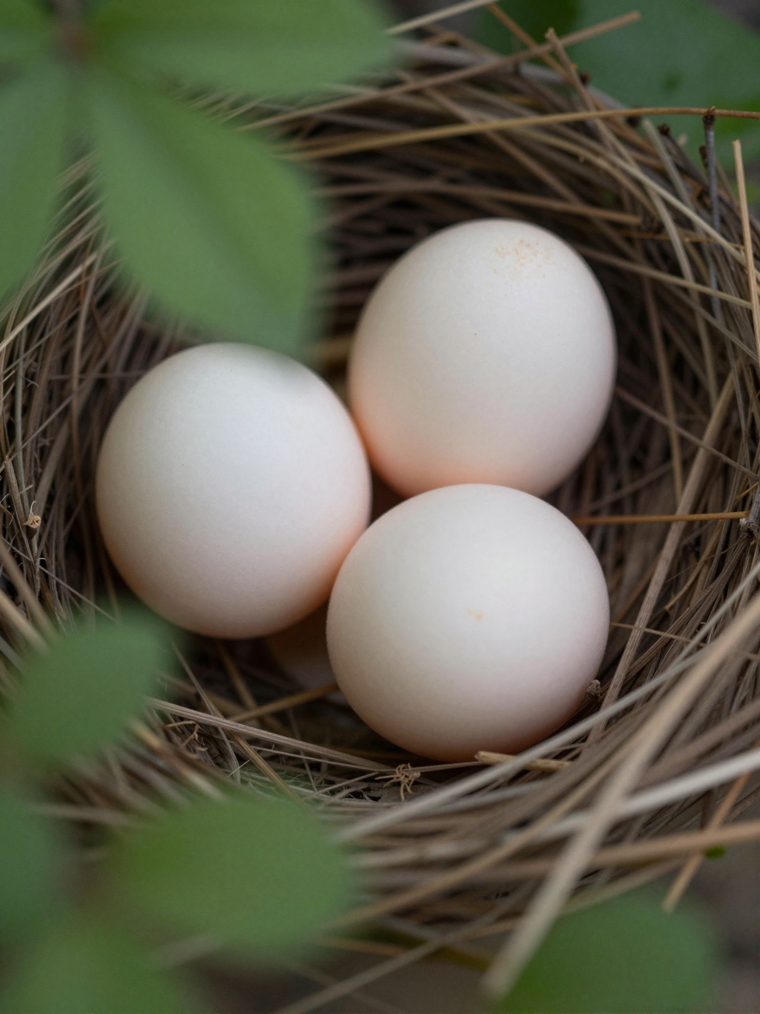 Az álombeli peték védelme az új kezdetek és mélységes belső átalakulás titkos őrzőjét jelzi.