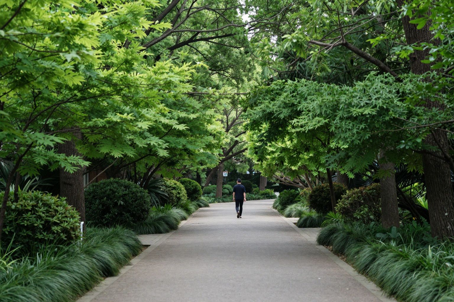 Az arborétum álomban a lélek labirintusa, ahol titkos vágyak és elfeledett emlékek kelnek életre.