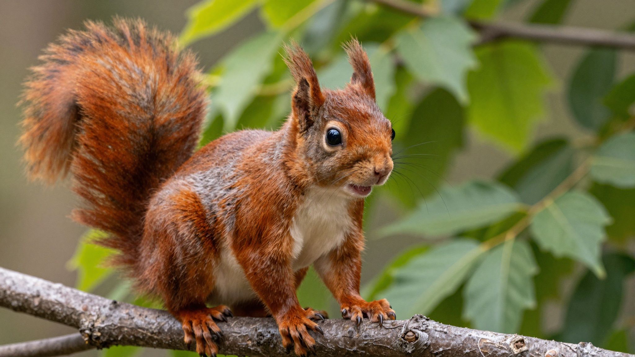 A vörös mókus álma az élet szikráját és a határtalan szenvedélyt hirdeti, miközben felfedi bennünk rejlő energiákat.