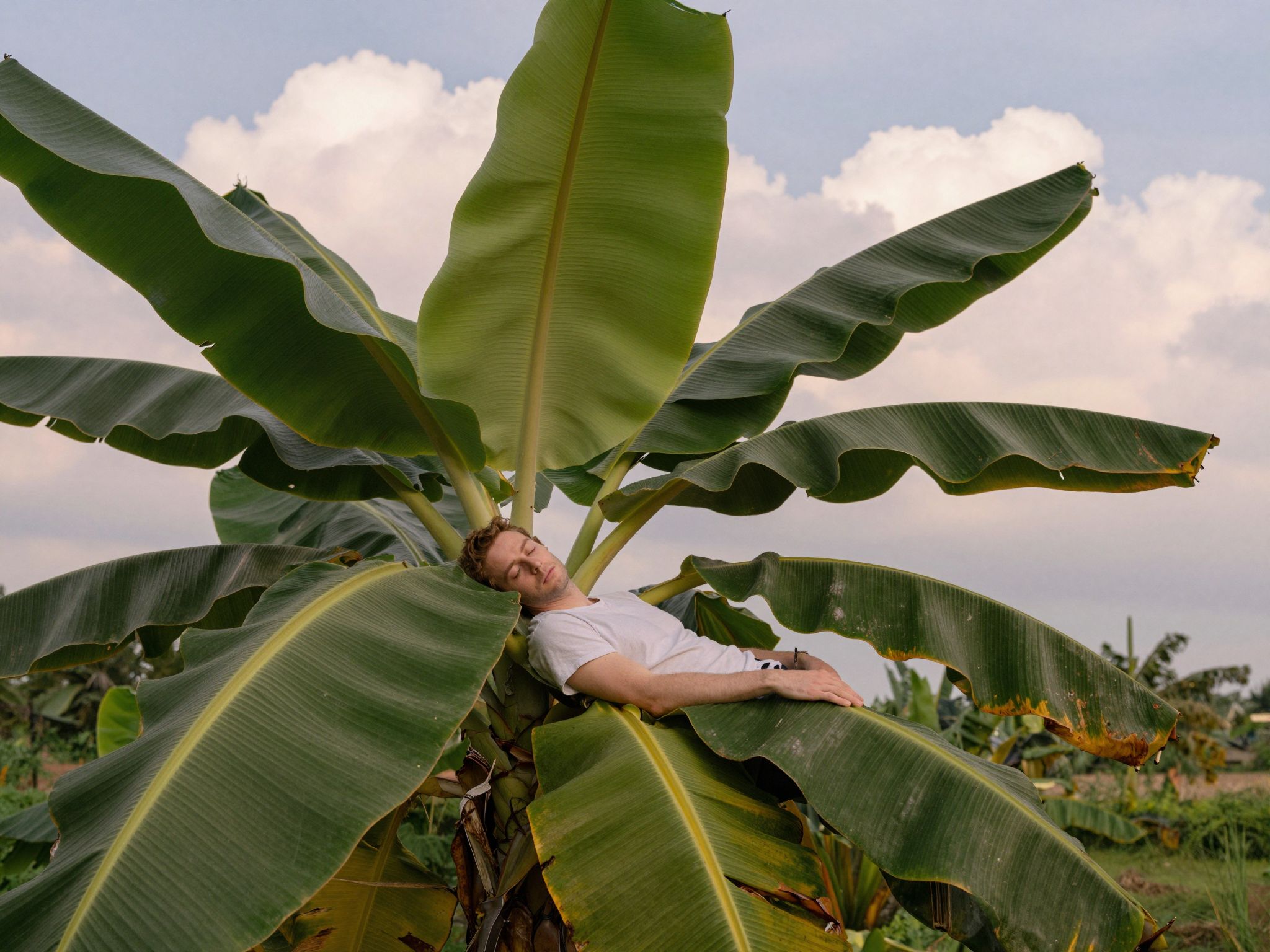 A banánfa álmokban a bőség és a boldogság szimbóluma, amely új lehetőségek odvát sejteket érlel.